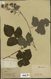 spécimen de Rubus vespicum