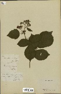 spécimen de Rubus serpens