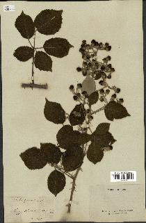 spécimen de Rubus speciosus