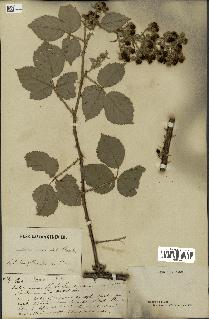 spécimen de Rubus speciosus