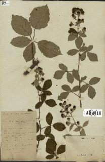 spécimen de Rubus speciosus