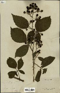 spécimen de Rubus silvaticus