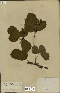 spécimen de Rubus silvaticus