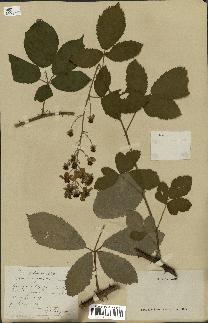 spécimen de Rubus silvaticus