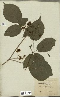 spécimen de Rubus silvaticus