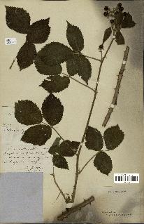 spécimen de Rubus silvaticus