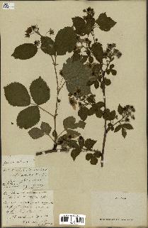 spécimen de Rubus nitidus