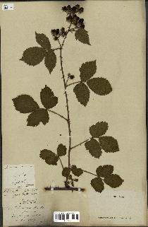 spécimen de Rubus nitidus