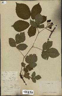 spécimen de Rubus nitidus