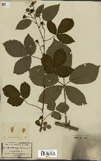 spécimen de Rubus nitidus