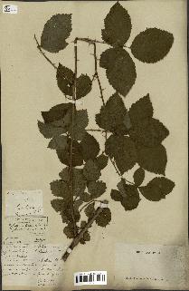 spécimen de Rubus nitidus