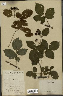 spécimen de Rubus nitidus