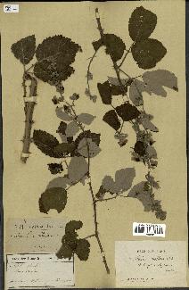 spécimen de Rubus nothus