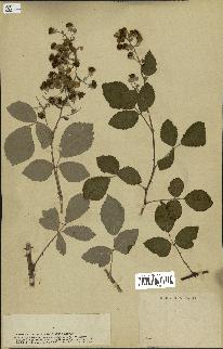 spécimen de Rubus nothus