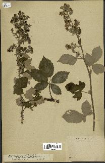 spécimen de Rubus nothus