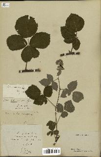 spécimen de Rubus rotundifolius