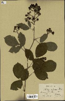 spécimen de Rubus rufescens