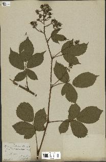 spécimen de Rubus rufescens