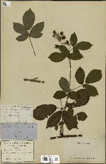 spécimen de Rubus rufescens