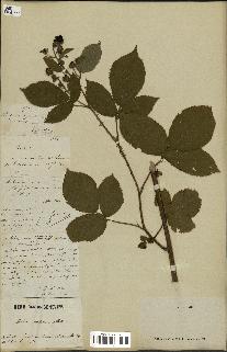 spécimen de Rubus rufescens