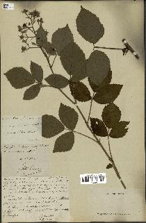 spécimen de Rubus rufescens