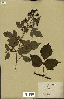 spécimen de Rubus rudis