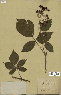 spécimen de Rubus rudis