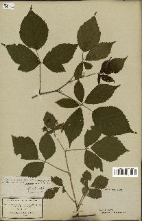 spécimen de Rubus rudis