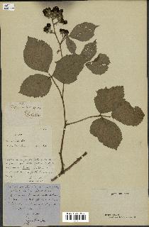 spécimen de Rubus rudis