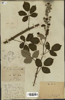 spécimen de Rubus rusticanus