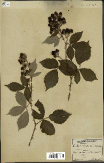 spécimen de Rubus rusticanus