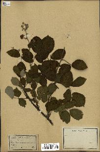 spécimen de Rubus rusticanus