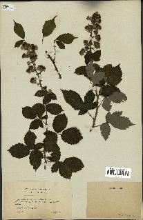 spécimen de Rubus rusticanus