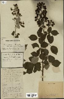 spécimen de Rubus rusticanus