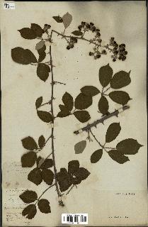 spécimen de Rubus rusticanus