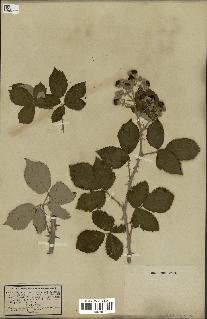 spécimen de Rubus rusticanus