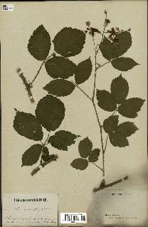 spécimen de Rubus macrophyllus