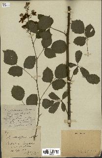 spécimen de Rubus macrophyllus
