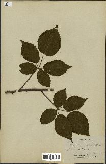 spécimen de Rubus macrophyllus
