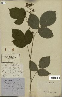 spécimen de Rubus macrophyllus