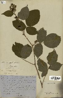 spécimen de Rubus macrophyllus