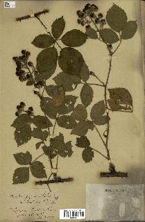 spécimen de Rubus pyramidalis