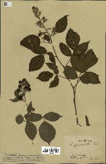 spécimen de Rubus pyramidalis