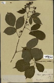 spécimen de Rubus pyramidalis