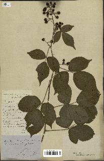 spécimen de Rubus pyramidalis