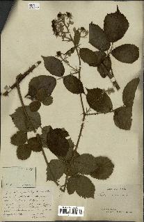 spécimen de Rubus radula