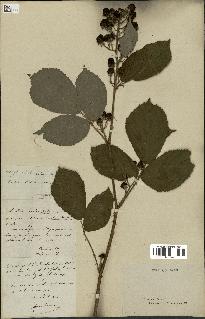 spécimen de Rubus radula