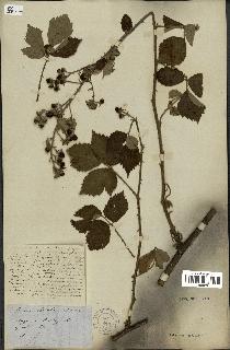 spécimen de Rubus radula