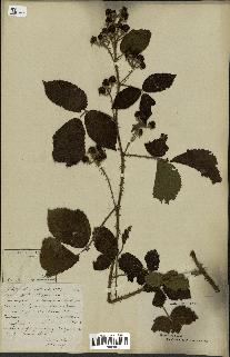 spécimen de Rubus radula