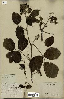 spécimen de Rubus radula